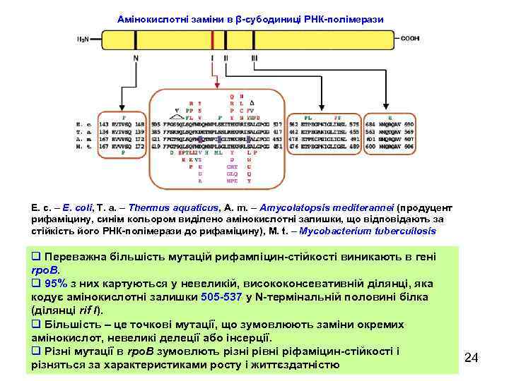 Амінокислотні заміни в β-субодиниці РНК-полімерази E. c. – E. coli, T. a. – Thermus