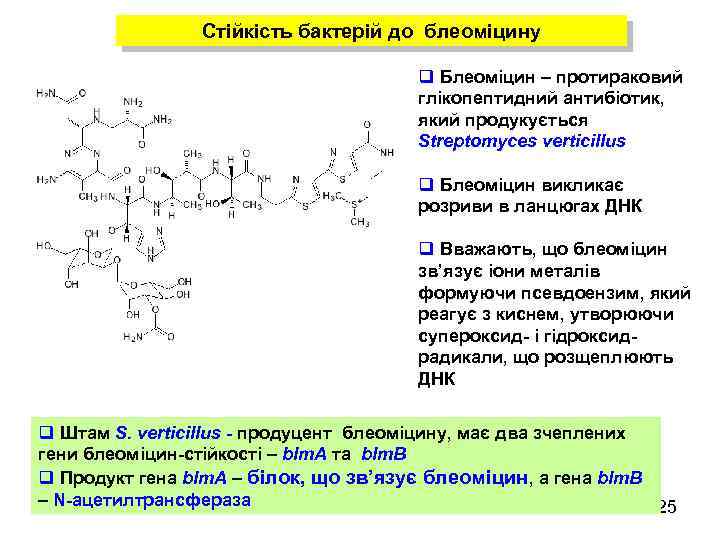 Стійкість бактерій до блеоміцину q Блеоміцин – протираковий глікопептидний антибіотик, який продукується Streptomyces verticillus