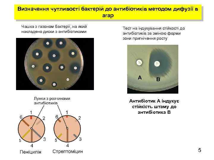 Визначення чутливості бактерій до антибіотиків методом дифузії в агар Чашка з газоном бактерії, на