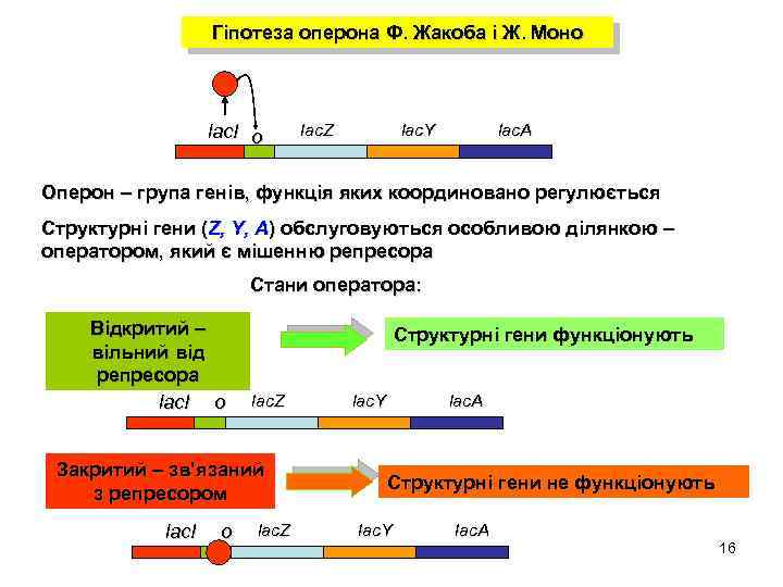 Строение оперона схема ф жакоба и ж моно