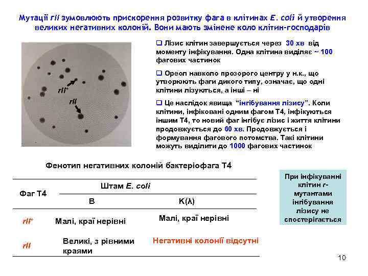 Мутації rІІ зумовлюють прискорення розвитку фага в клітинах E. coli й утворення великих негативних