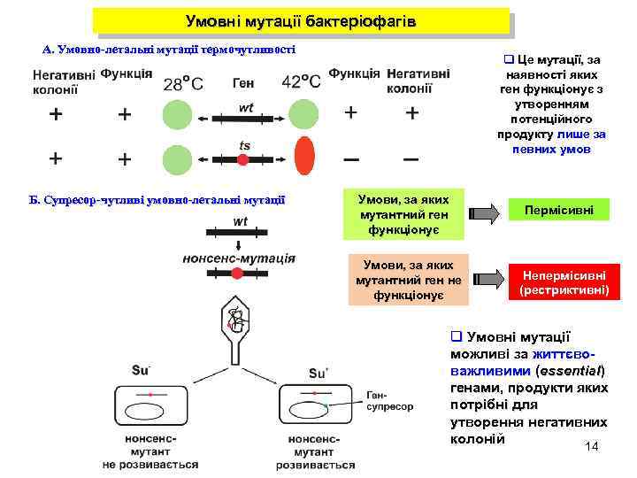 Умовні мутації бактеріофагів А. Умовно-летальні мутації термочутливості Б. Супресор-чутливі умовно-летальні мутації q Це мутації,