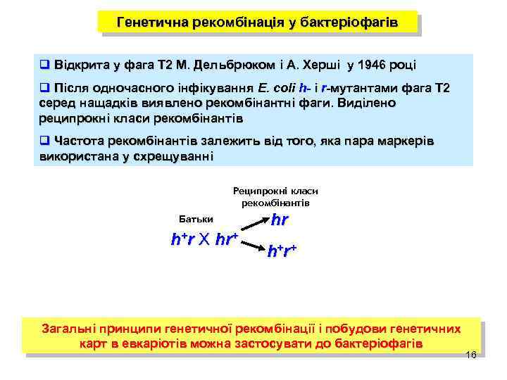 Генетична рекомбінація у бактеріофагів q Відкрита у фага Т 2 М. Дельбрюком і А.