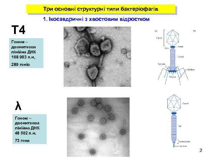 Три основні структурні типи бактеріофагів 1. Ікосаедричні з хвостовим відростком Т 4 Геном –