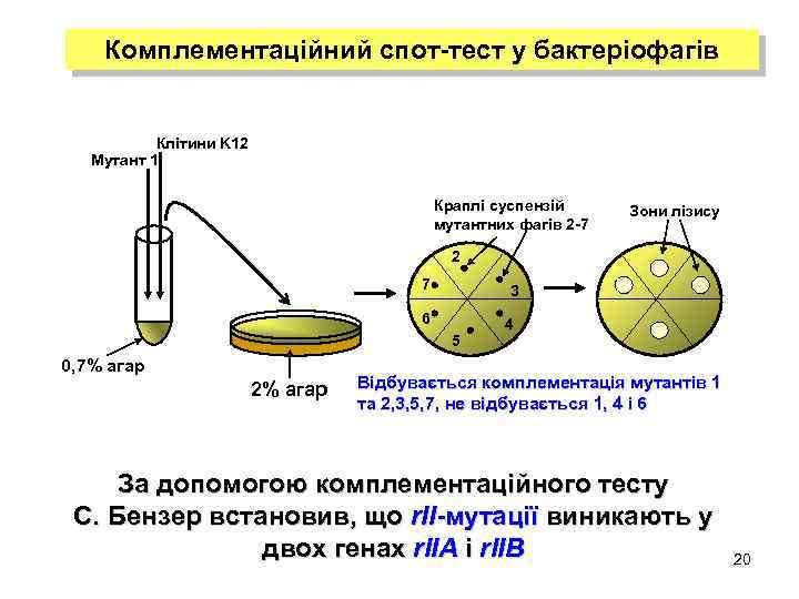 Комплементаційний спот-тест у бактеріофагів Клітини K 12 Мутант 1 Краплі суспензій мутантних фагів 2