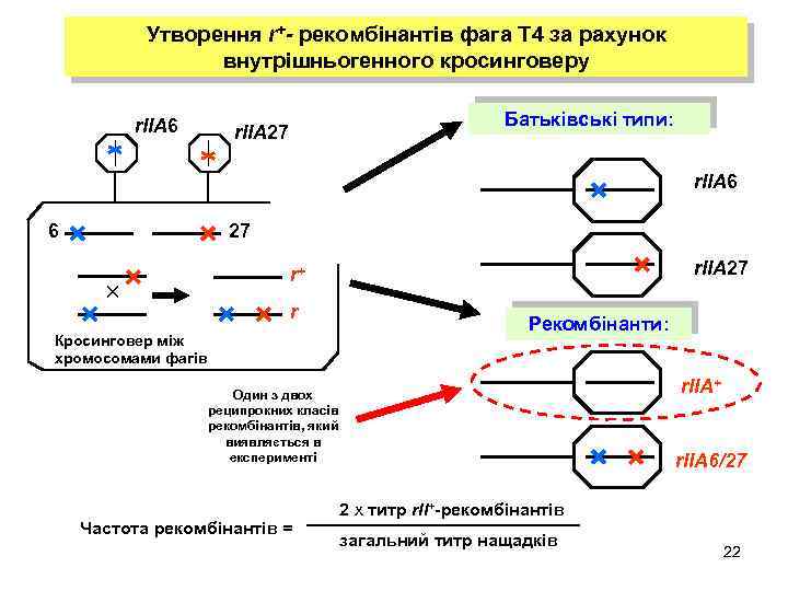 Утворення r+- рекомбінантів фага Т 4 за рахунок внутрішньогенного кросинговеру r. IIA 6 Батьківські