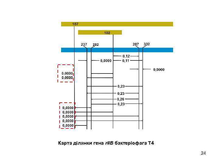 Карта ділянки гена r. IIB бактеріофага Т 4 24 