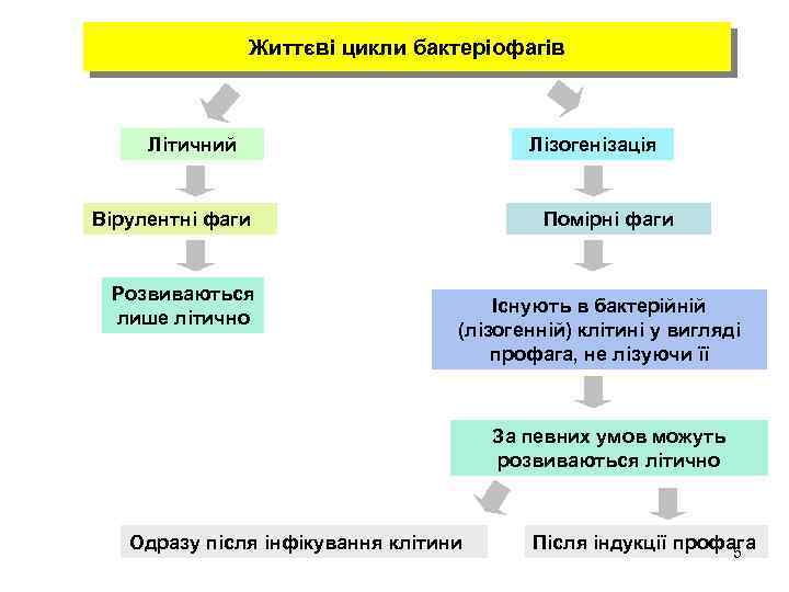 Життєві цикли бактеріофагів Літичний Лізогенізація Вірулентні фаги Розвиваються лише літично Помірні фаги Існують в