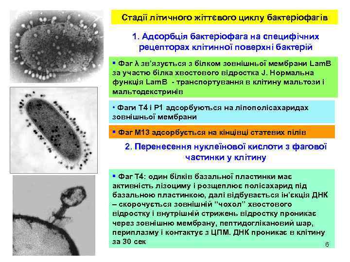 Стадії літичного жіттєвого циклу бактеріофагів 1. Адсорбція бактеріофага на специфічних рецепторах клітинної поверхні бактерій