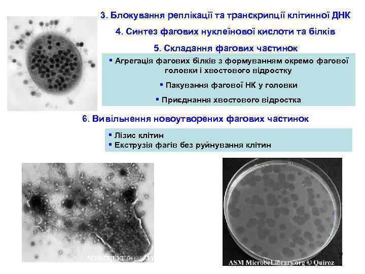 3. Блокування реплікації та транскрипції клітинної ДНК 4. Синтез фагових нуклеїнової кислоти та білків