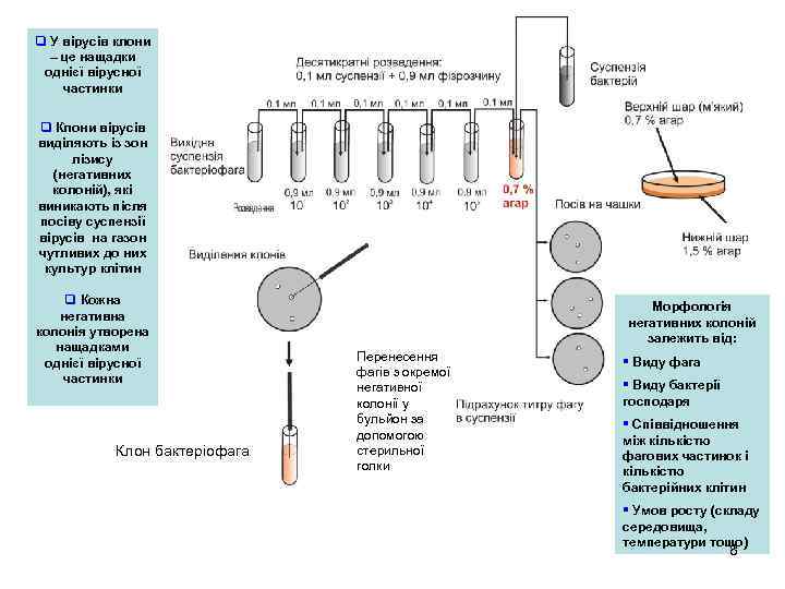 q У вірусів клони – це нащадки однієї вірусної частинки q Клони вірусів виділяють