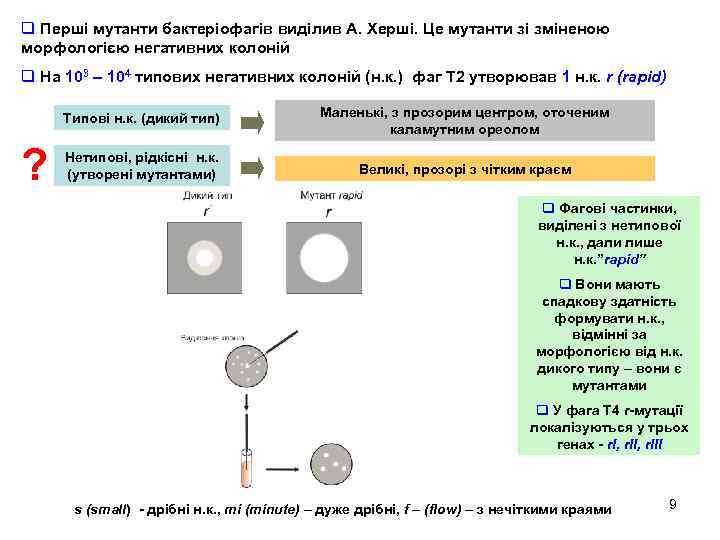 q Перші мутанти бактеріофагів виділив А. Херші. Це мутанти зі зміненою морфологією негативних колоній