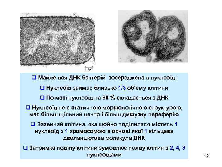 q Майже вся ДНК бактерій зосереджена в нуклеоїді q Нуклеоїд займає близько 1/3 об’єму