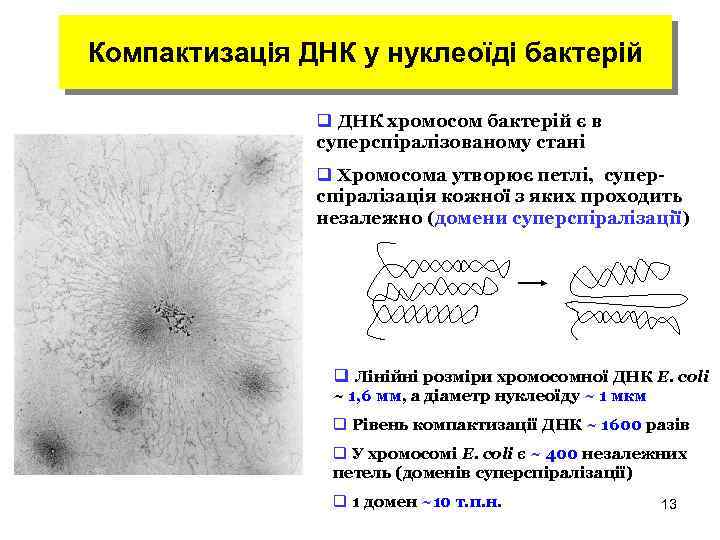 Компактизація ДНК у нуклеоїді бактерій q ДНК хромосом бактерій є в суперспіралізованому стані q