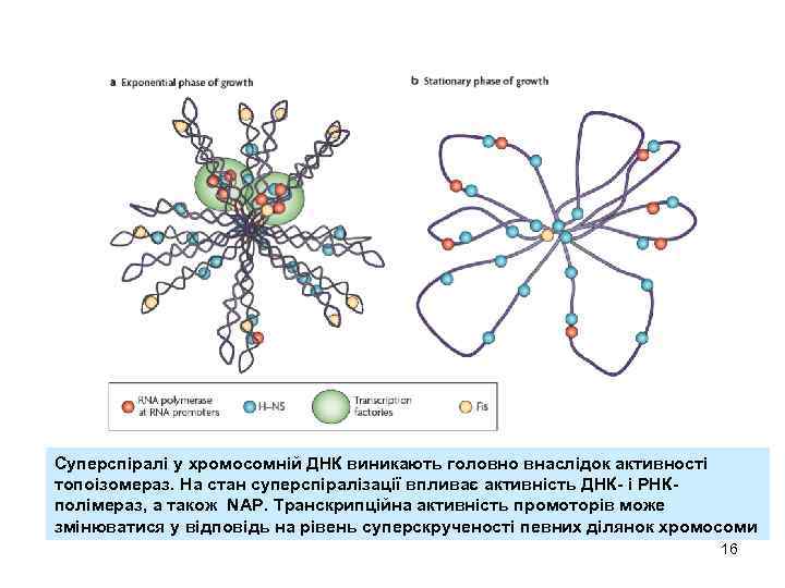 Суперспіралі у хромосомній ДНК виникають головно внаслідок активності топоізомераз. На стан суперспіралізації впливає активність