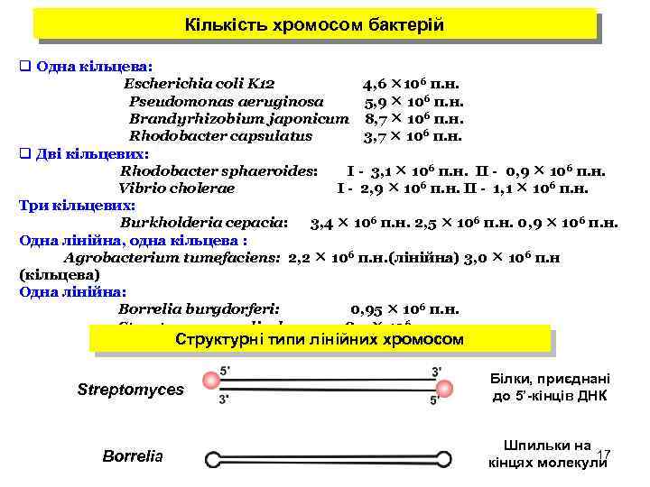 Кількість хромосом бактерій q Одна кільцева: Escherichia coli K 12 4, 6 106 п.