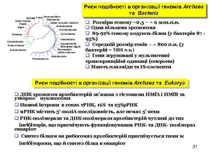 Риси подібності в організації геномів Archaea та Bacteria q Розміри геному ~0, 5 –