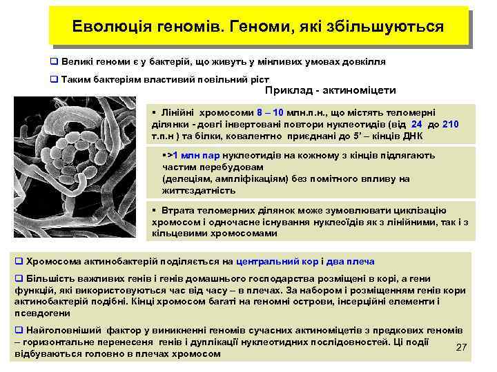 Еволюція геномів. Геноми, які збільшуються q Великі геноми є у бактерій, що живуть у