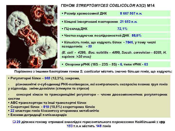 ГЕНОМ STREPTOMYCES COELICOLOR A 3(2) М 14 § Розмір хромосомної ДНК 8 667 507