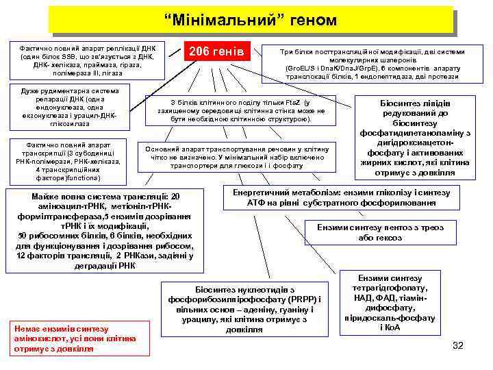 “Мінімальний” геном Фактично повний апарат реплікації ДНК (один білок SSB, що зв’язується з ДНК,