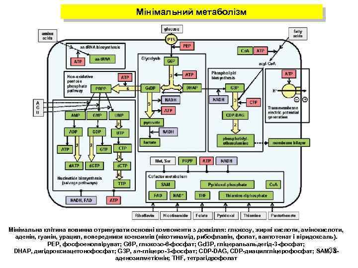 Мінімальний метаболізм Мінімальна клітина повинна отримувати основні компоненти з довкілля: глюкозу, жирні кислоти, амінокислоти,
