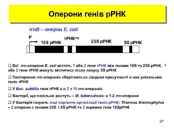 Оперони генів р. РНК rrn. B – оперон E. coli P 16 S р.