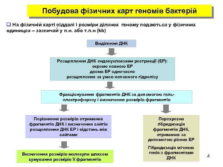 Побудова фізичних карт геномів бактерій q На фізичній карті віддалі і розміри ділянок геному