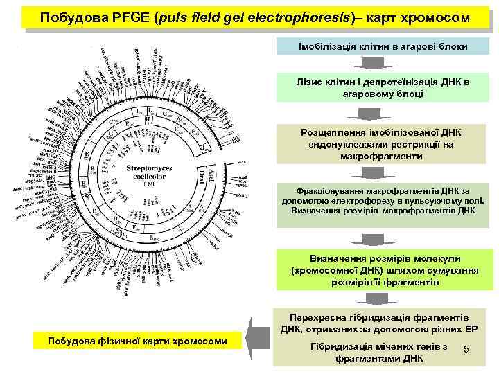 Побудова PFGE (puls field gel electrophoresis)– карт хромосом Імобілізація клітин в агарові блоки Лізис