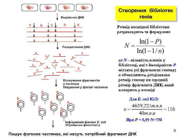 Створення бібліотек генів Розмір космідної бібліотеки розраховують за формулою: де N – кількість клонів