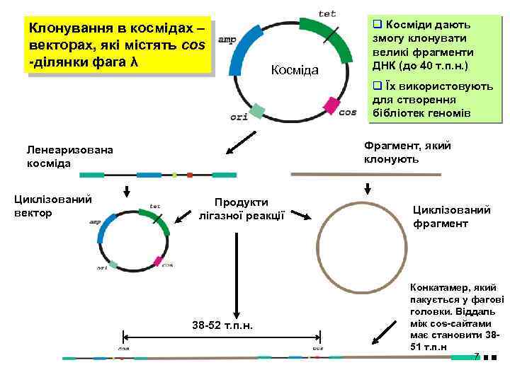 Клонування в космідах – векторах, які містять cos -ділянки фага λ Косміда q Косміди