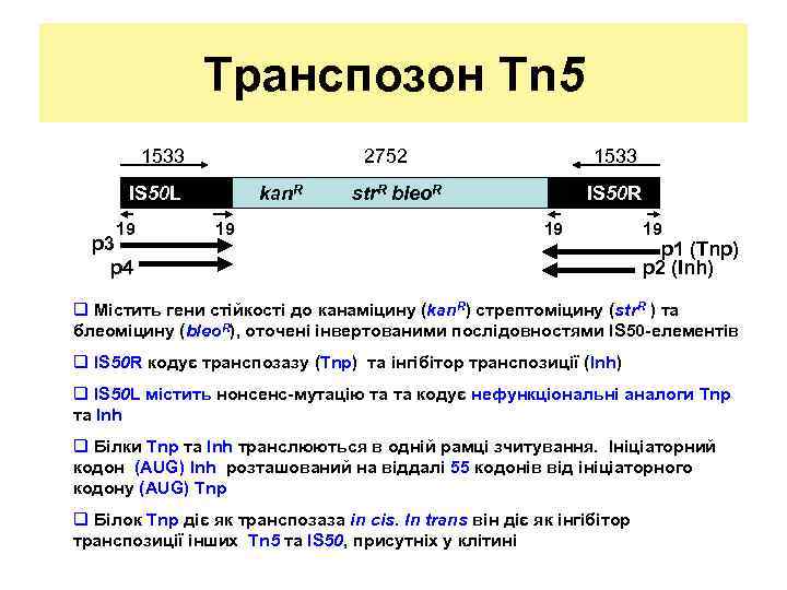 Транспозон Tn 5 1533 2752 IS 50 L 19 p 3 p 4 kan.
