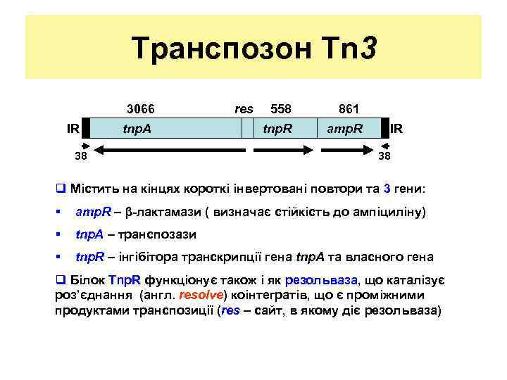 Транспозон Tn 3 3066 IR tnp. A 38 res 558 861 tnp. R amp.