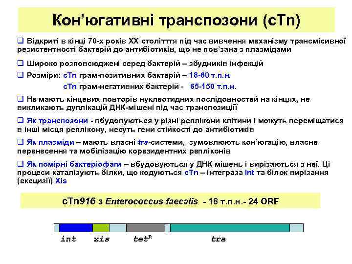 Кон’югативні транспозони (c. Tn) q Відкриті в кінці 70 -х років ХХ столітття під