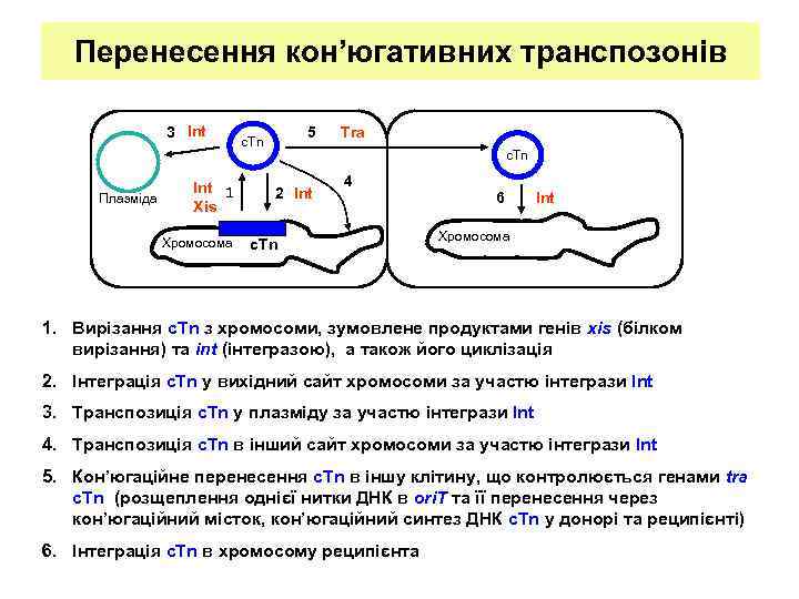 Перенесення кон’югативних транспозонів 3 Int Плазміда Int 1 Xis Хромосома 5 с. Tn Tra