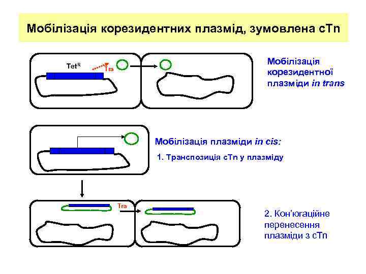Мобілізація корезидентних плазмід, зумовлена c. Tn Tet. R Мобілізація корезидентної плазміди in trans Tra