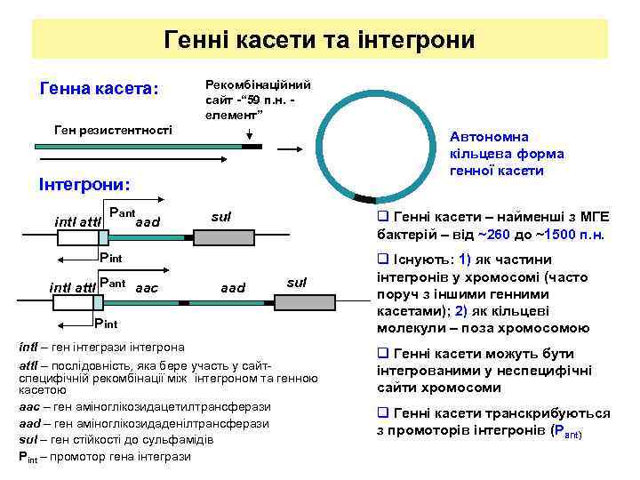 Генні касети та інтегрони Генна касета: Рекомбінаційний сайт -“ 59 п. н. елемент” Ген