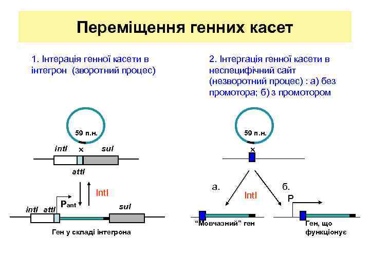 Переміщення генних касет 1. Інтерація генної касети в інтегрон (зворотний процес) 2. Інтергація генної