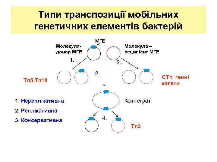 Типи транспозиції мобільних генетичних елементів бактерій Молекуладонор МГЕ 1. Молекула – реципієнт МГЕ 3.