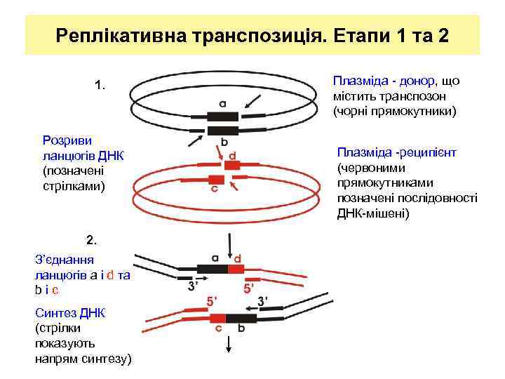 Реплікативна транспозиція. Етапи 1 та 2 1. Розриви ланцюгів ДНК (позначені стрілками) 2. З’єднання