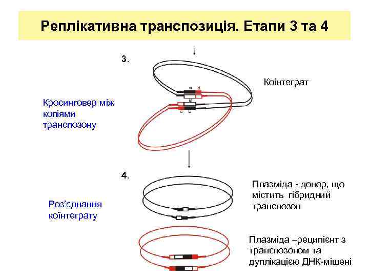 Реплікативна транспозиція. Етапи 3 та 4 3. Коінтеграт × Кросинговер між копіями транспозону 4.