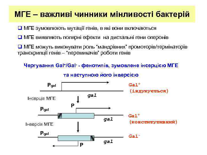 МГЕ – важливі чинники мінливості бактерій q МГЕ зумовлюють мутації генів, в які вони