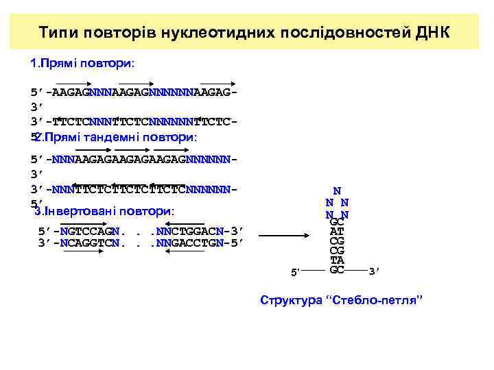 Типи повторів нуклеотидних послідовностей ДНК 1. Прямі повтори: 5’-AAGAGNNNNNNAAGAG 3’ 3’-TTCTCNNNNNNTTCTC 5’ 2. Прямі
