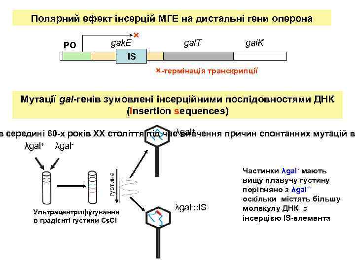 Полярний ефект інсерцій МГЕ на дистальні гени оперона PO gak. E × gal. T
