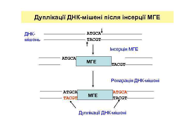 Дуплікації ДНК-мішені після інсерції МГЕ ATGCA TACGT ДНКмішень Інсерція МГЕ ATGCA МГЕ TACGT Репарація