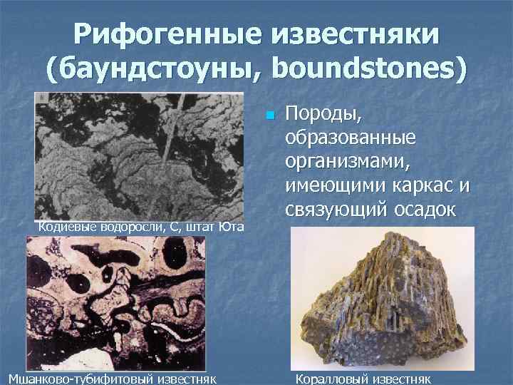 Рифогенные известняки (баундстоуны, boundstones) n Кодиевые водоросли, С, штат Юта Мшанково-тубифитовый известняк Породы, образованные