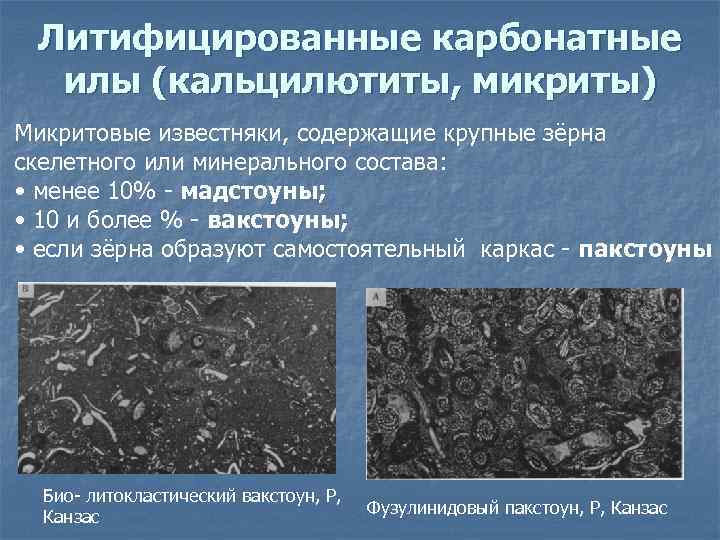 Карбонатные осадочные породы группы организмов. Карбонатные илы. Структуры карбонатных пород. Литология карбонатных пород. Микритовый известняк структура.