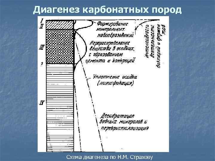 Диагенез карбонатных пород Схема диагенеза по Н. М. Страхову 