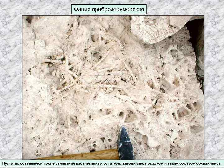 Фация прибрежно-морская Пустоты, оставшиеся после сгнивания растительных остатков, заполнились осадком и таким образом сохранились