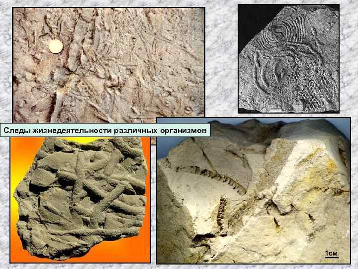 Следы жизнедеятельности различных организмов 