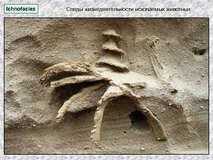 Ichnofacies Следы жизнедеятельности ископаемых животных 